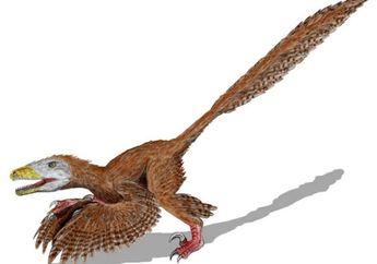 Bagaimana Evolusi Dinosaurus Bisa Menjelaskan Asal-usul Sayap Burung?