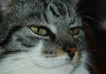 Menjawab secara Ilmiah: Mengapa Kucing Terkesan Cuek dan Tidak Ramah?