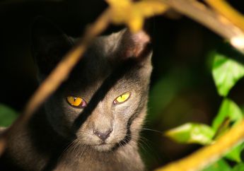 Tujuh Fakta Unik soal Kucing yang Mungkin Belum Anda Ketahui