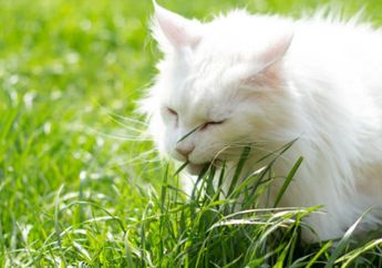 Menjawab Secara Ilmiah: Mengapa Kucing dan Anjing Makan Rumput?