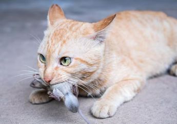 Menjawab Secara Ilmiah: Mengapa Kucing Suka Memberi Hadiah Hewan Buruan?