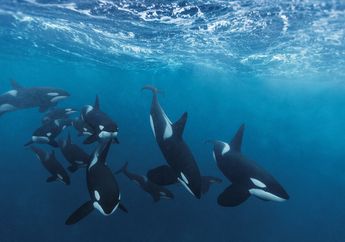 Mengapa Orca Disebut 'Paus Pembunuh' Meski Terlihat Sangat Bersahabat?