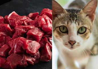 Pria Tega Jagal dan Jual Daging 100 Ekor Kucing di Pagar Alam, Aksinya Terungkap Lewat Video Viral!