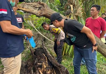 Misteri Penemuan Kerangka Manusia di Dalam Pohon Aren, Diduga Pemuda yang Dinyatakan Hilang 2 Tahun Lalu