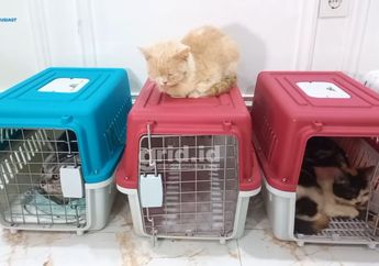 Kondisi Terkini Kucing-kucing Uya Kuya, Mulai Pulih dari Trauma Hingga Punya Rumah Baru