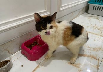 Pihak Uya Kuya Klarifikasi Kucing Malnutrisi yang Diselamatkan Sherina, Ternyata Sempat Diadopsi Orang Lain