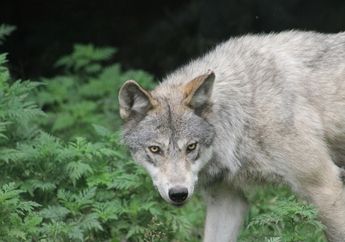 Arti Mimpi Serigala Abu-abu, Pertanda Dapat Perlindungan atau Bahaya?