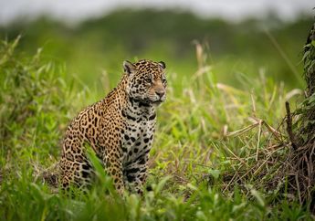 7 Arti Mimpi Jaguar, Bisa Jadi Pertanda Kesuksesan hingga Peringatan