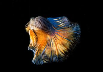 13 Arti Mimpi Ikan Peliharaan Mati, Pertanda Kehilangan Peluang hingga Awal Baru