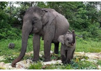 Konflik Tesso Nilo Memanas, Warga dan Satwa Liar Berebut Ruang Hidup