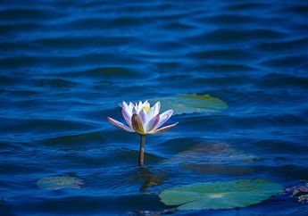 6 Arti Mimpi Tercebur di Kolam Bening, Jadi Simbol Pembersihan dan Pelepasan Emosi Negatif