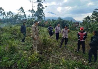 Viral! Kebun Teh Pengalengan Dirusak dan Diubah Jadi Kebun Sayur, Dedi Mulyadi Pastikan Pelaku Ditangkap