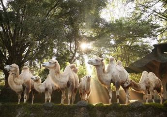 Modal Rp 40 Ribuan, Bisa Healing ke Taman Safari Bogor Naik KRL Anti Macet