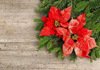 8 Tanaman Hias Cantik yang Cocok Dijadikan Dekorasi Natal di Dalam Rumah agar Nuansa Liburan Makin Hidup