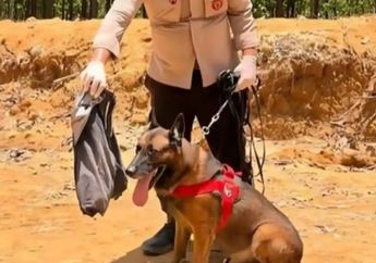 Satwa K9 Reno, Belgian Malinois Milik Polda Riau Gugur dalam Operasi Kemanusiaan di Kabupaten Agam, Sumatera Barat