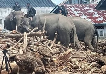 Habitatnya Sering Dirusak, Gajah Justru Dipaksa Menolong Manusia Bantu Bersihkan Puing-puing Banjir di Sumatera