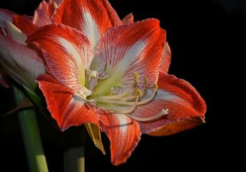 6 Tanaman Hias Cantik yang Bisa Jadi Dekorasi Sekaligus Hadiah Natal, Ada Kaktus hingga Bunga Melati