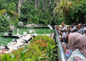 Ragunan Siapkan Event Seru Saat Libur Nataru, Ada Gorila Buka Kado hingga Atraksi Feeding Time