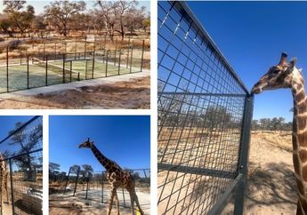Uniknya Lapangan Padel di Namibia, Dibangun Alam Liar dengan Jerapah Sebagai Penontonnya