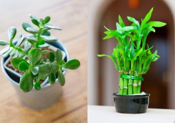 5 Rekomendasi Tanaman Hias yang Disebut Bisa Bawa Keberuntungan saat Imlek 2026, Cocok Dijadikan Dekorasi