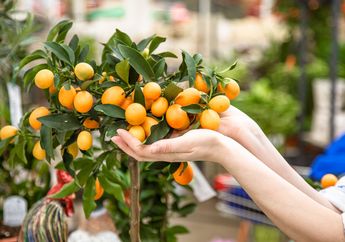 5 Tanaman Pembawa Keberuntungan Saat Imlek, Cocok Dijadikan Dekorasi maupun Kado untuk Orang Terkasih