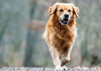 8 Arti Mimpi Anjing, Berkaitan dengan Kesetiaan, Ada yang Berkhianat?