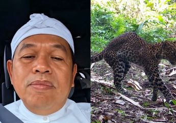 Geram! Dedi Mulyadi Kecam Para Pemburu Macan Tutul di Gunung Sanggabuana, Sang Gubernur: Awas Saya Tandai Kalian