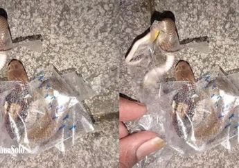 Remaja di Sukoharjo Digigit Ular Kobra saat Buka Paket Belanja Online, Ini Kronologinya