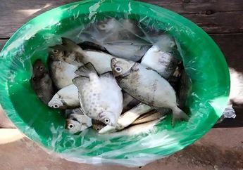 Bisa Tembus Rp 500 Ribu Per Kilo, Inilah Ikan Dingkis, Menu Imlek Khas Kepri yang Dipercaya Bikin Hoki