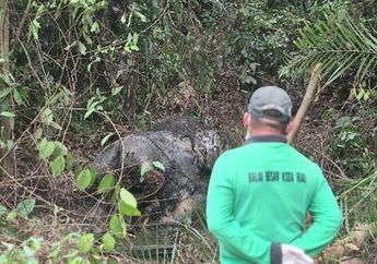Kronologi Gajah di Riau Ditemukan Mati Tanpa Kepala, Berawal dari Bau Busuk hingga Polisi Temukan Proyektil Peluru