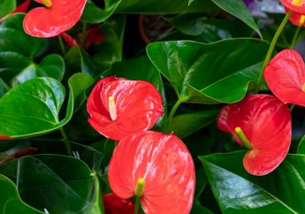 Rekomendasi Tanaman Hias Imlek 2026, 3 Jenis Bunga Ini Bawa Hoki di Tahun Kuda Api