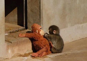 Profil Punch, Bayi Monyet yang Viral karena Dipeluk Boneka Pengganti Induk