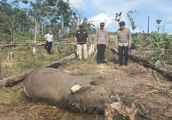 Polisi Tangkap Perambah Hutan Tesso Nilo, Diduga Pasang Jerat hingga Tewaskan Anak Gajah Sumatera