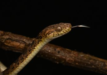 3 Arti Mimpi Membunuh Ular, Pertanda Perubahan Besar hingga Kemenangan