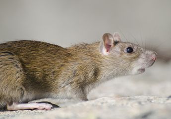 5 Tips Agar Rumah Aman dari Tikus Selama Mudik Lebaran, Bye bye Si Pengerat Rakus!