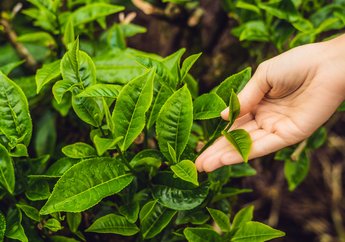 Viral Fenomena Daun Tak Bergerak saat Salat Idul Fitri, Ternyata Begini Penjelasan Ilmiah dan Pandangan Islam