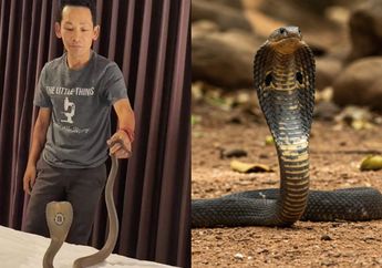 Kronologi Ular Kobra 1,5 Meter Merayap di Leher Tamu Hotel Saat Tidur, Sempat Dikira Hantu hingga Bikin Tamu Panik!