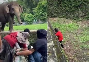 Viral, Bocah Jatuh ke Kandang Gajah Saat Piknik di Ragunan, Pengelola Soroti Tingkah Pengunjung yang Tetap Ngonten