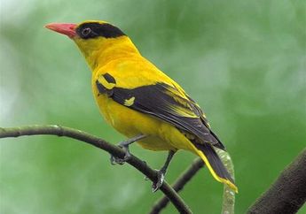 Mengenal Burung Kepodang Emas, Maskot Jawa tengah