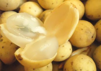 Mengenal Buah Langsat, Buah Khas Maluku