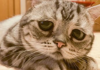 Luhu, Kucing Berwajah Paling Sedih di Dunia