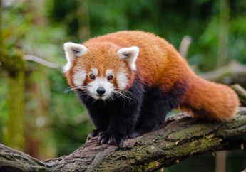 Panda Merah dan Kiang, 2 Hewan Unik dari Benua Asia