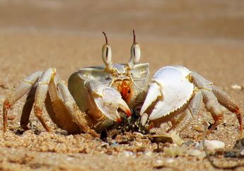 Kenapa Kepiting Jalannya Miring?