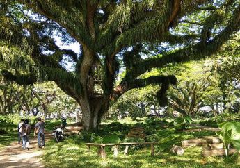 Hutan De Djawatan Banyuwangi yang Mirip Hutan di Film Lord of The Rings