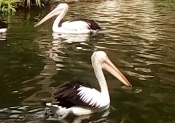 Cara Unik Burung Pelikan Mencari Ikan
