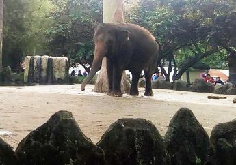 Fakta Unik Belalai Gajah