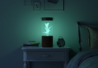 Tanaman dalam Lampu Kamar yang Bisa Bersinar dalam Gelap