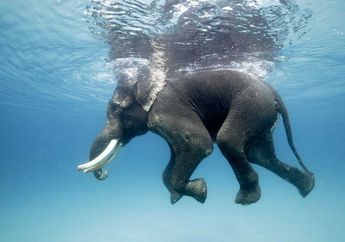 Jangan Tertipu, Gajah adalah Perenang Ulung!