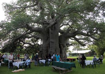 Rumah Makan di Dalam Pohon Baobab