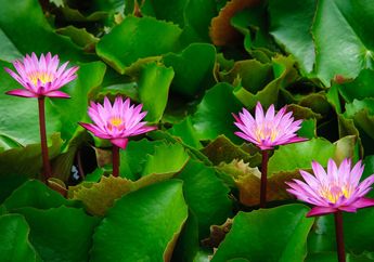Inilah Perbedaan Teratai dan Lotus
